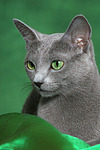 Russisch Blau / russian blue