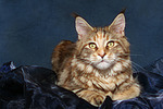 Maine Coon