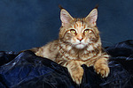 Maine Coon