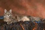 Maine Coon