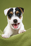 liegender Parson Russell Terrier Welpe / lying PRT puppy