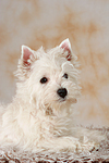 liegender West Highland White Terrier Welpe / lying West Highland White Terrier Puppy