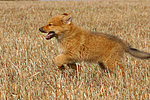 rennender Harzer Fuchs Welpe / running Harzer Fuchs puppy