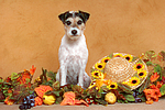 Parson Russell Terrier