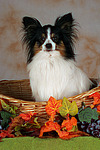 Papillon im Körbchen / papillon in basket