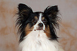 Papillon Portrait