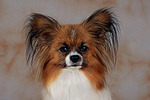 Papillon Portrait