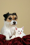 Parson Russell Terrier und Kätzchen / parson russell terrier and kitten