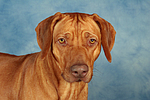 Rhodesian Ridgeback