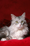 liegende Maine Coon / lying Maine Coon