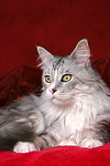 liegende Maine Coon / lying Maine Coon