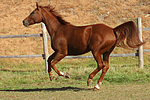 Sachsen Anhaltiner Warmblut / horse