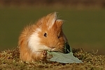 fressendes Meerschwein / eating guninea pig