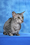 Orientalisch Kurzhaar / oriental shorthair