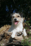 liegender Parson Russell Terrier / lying PRT