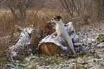 stehender Parson Russell Terrier bei Baumstamm / standing prt at trunk