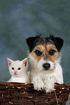 Parson Russell Terrier und Kätzchen / parson russell terrier and kitten