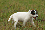 Parson Russell Terrier Welpe knabbert Stöckchen / PRT puppy