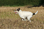 rennender Parson Russell Terrier / running PRT