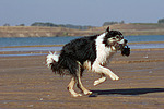 spielender Border Collie / playing Border Collie