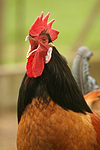 Vorwerkhuhn Hahn Portrait / cock portrait