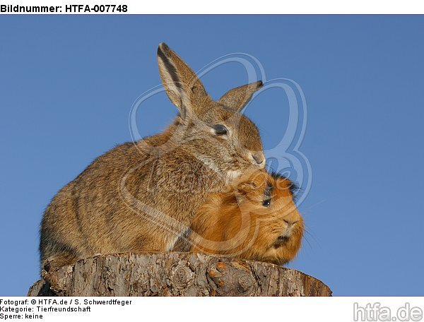 Meerschwein und Kaninchen / guninea pig and rabbit / HTFA-007748