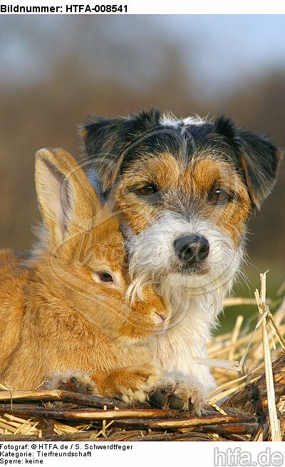Parson Russell Terrier und Zwergkaninchen / prt and dwarf rabbit / HTFA-008541