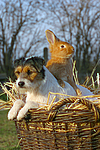 Parson Russell Terrier und Zwergkaninchen / prt and dwarf rabbit