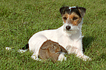 Parson Russell Terrier und Widderkaninchen / prt and lop-eared bunny