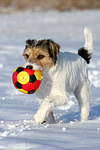 Parson Russell Terrier spielt im Schnee / prt playing in snow