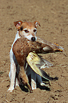 Parson Russell Terrier