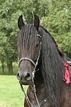 Friese Portrait / friesian horse portrait