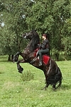 Frau reitet Friese / woman rides friesian horse