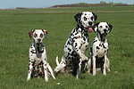 Dalmatiner / dalmatian