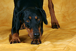 Dobermann verbeugt sich / Doberman Pinscher shows trick