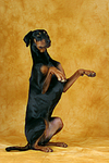 Dobermann macht Männchen / Doberman Pinscher shows trick