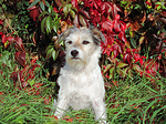 sitzender Parson Russell Terrier / sitting PRT