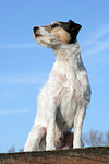 sitzender Parson Russell Terrier / sitting PRT