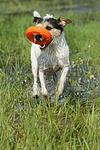 Parson Russell Terrier