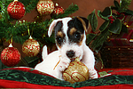 Parson Russell Terrier Welpe zu Weihnachten / PRT puppy at christmas