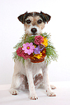 Parson Russell Terrier