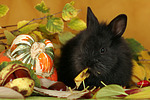 Zwergkaninchen / dwarf rabbit