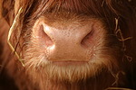 Schottisches Hochlandrind Maul / highland cattle mouth