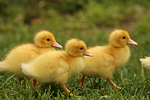 junge Warzenenten / young muscovy ducks