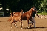 Deutsches Reitponies / ponies