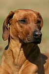 Rhodesian Ridgeback