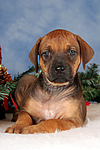 Rhodesian Ridgeback Welpe / rhodesian ridgeback puppy