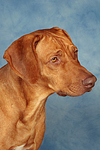 Rhodesian Ridgeback