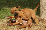 Rhodesian Ridgeback Welpen / rhodesian ridgeback puppies