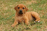 Rhodesian Ridgeback Welpe / rhodesian ridgeback puppy